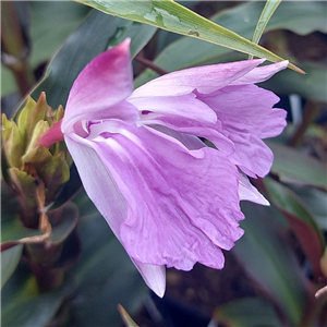 Roscoea Purpurea Bronze Leaf/pale Lavender Flowers